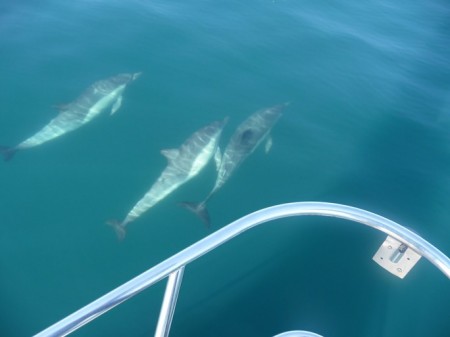 "Casa Bonita" playing with dolphins.