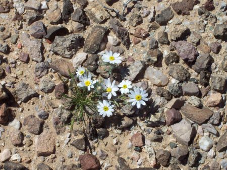 Tonopah watershed wild flowers