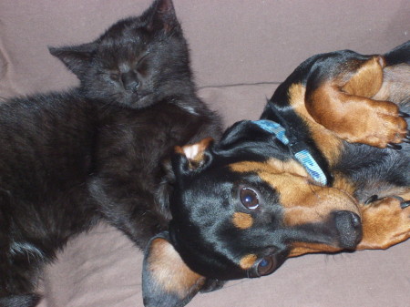 oscar and kitty