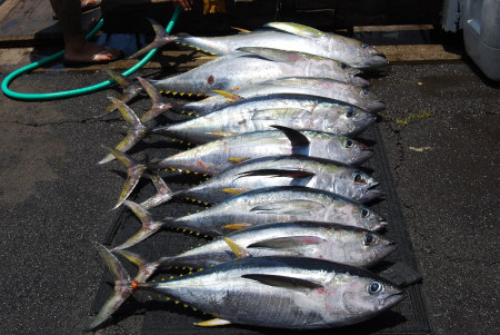 9 AHI TUNA's Whoo Hoo!!!!