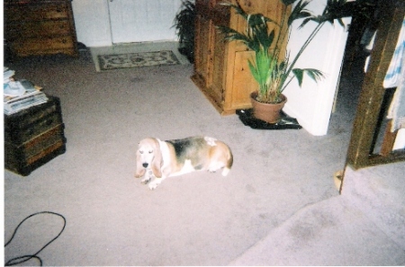 Daisy basset 1996-Jan. 2007