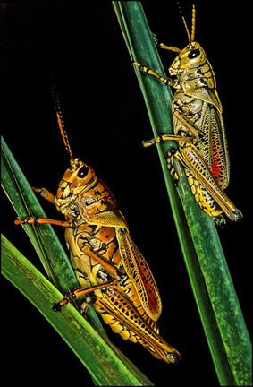 Two Grasshoppers