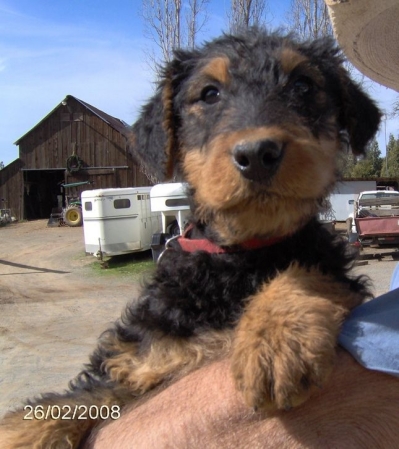 Lola at the Farm