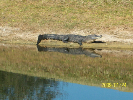 Alligator residing on the golf course