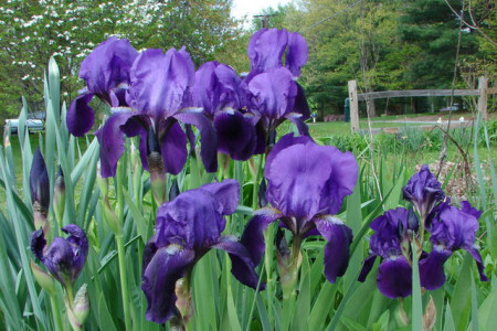 At the Iris farm, Mother's Day-2009, Hondo, NM