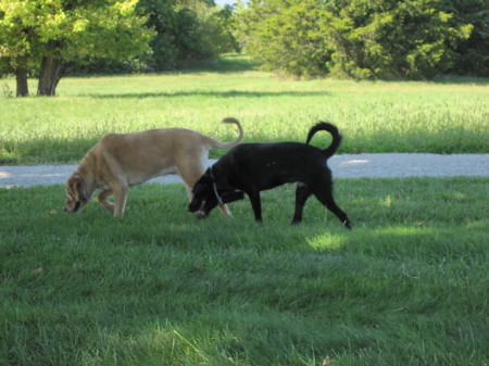 Our dogs, Sandy and Belle