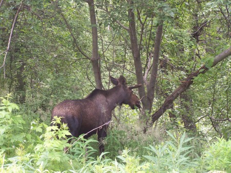More Moose