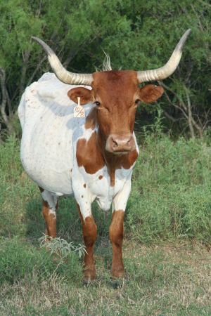 Our momma longhorn