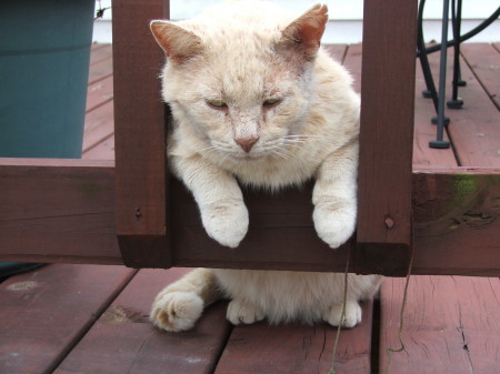 Daddy Tom - 15 year old Wild Yard Cat