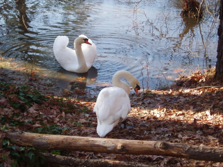 My Swans