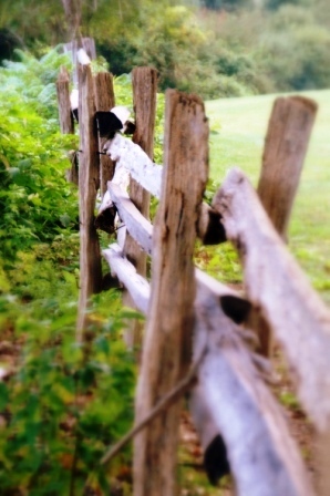 Love Old Fences