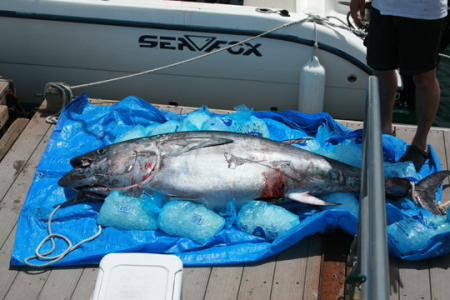 Tuna Fishing July 7 09 Picture #3