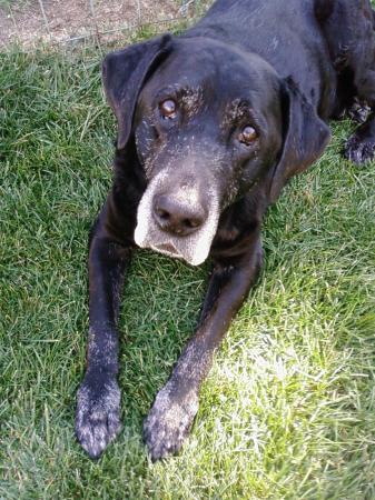 The old man-14yr old "Blue"