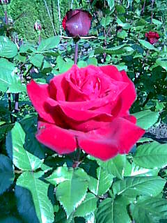 Rose garden