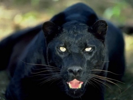 black-panther