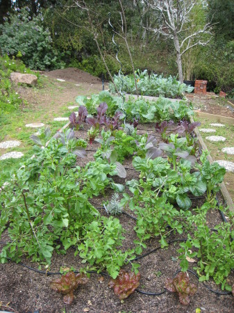 My Vegetable garden