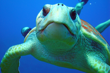 Lorn's prize picture-Loggerhead turtle-Belize