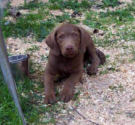 Sammy at 12 weeks old