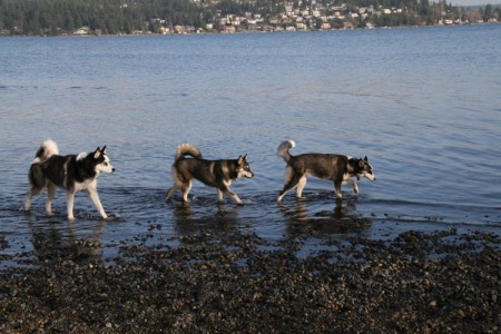 Three huskies in Lake Washington