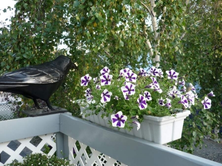 Raven and flowers