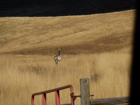 pronghorn