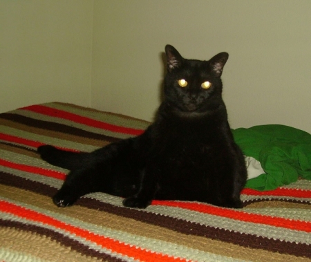 Panthera on her bed