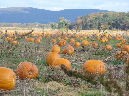 The Pumpkin Patch