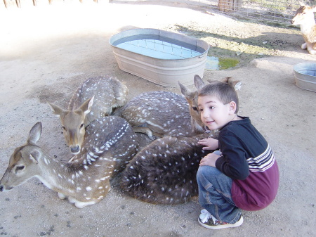 Jordan - Wildlife Zoo