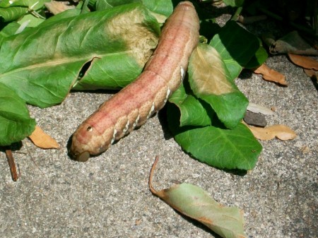 Gypsy Moth Catepillar