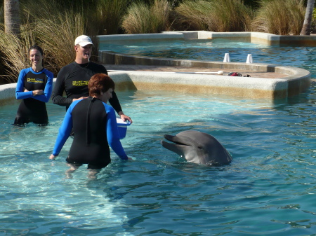 More swim with dolphins