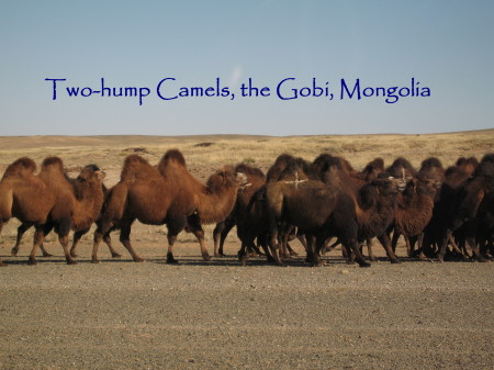 Bactrian camels