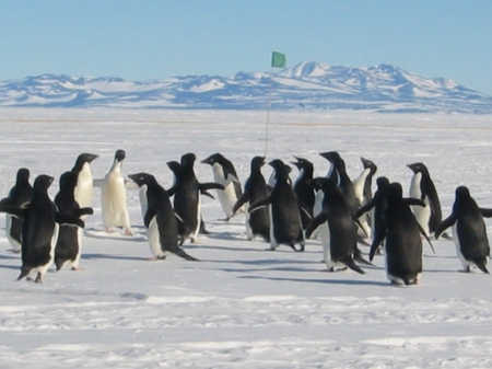 Penguins Play