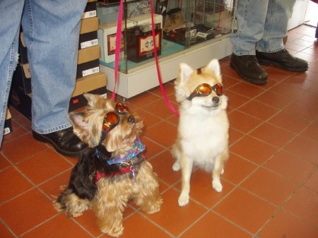 BIKER DOGS TONI & ROSIEE