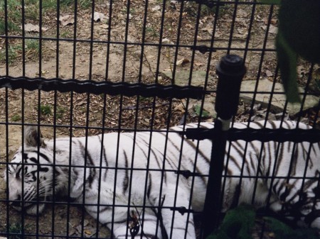 Taj, the sweetest tiger ever