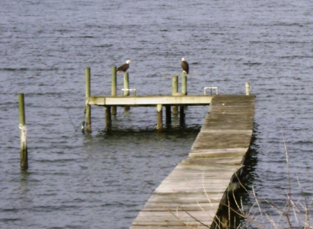 Bald eagles