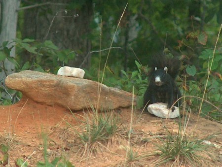 Black Fox Squirrel