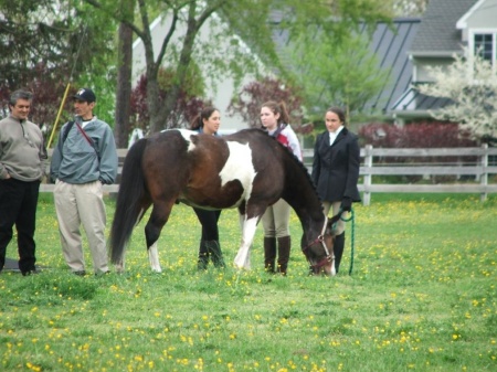 Horse show