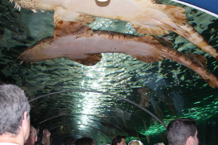 Sharks at Sydney Aquarium
