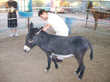 Our Mini Donkey Jack