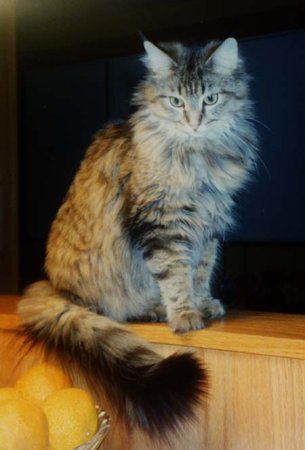 Presenting Ginger, my main coon cat