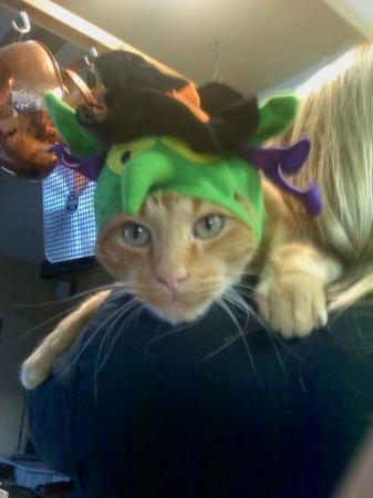 Nigel, my fur child at halloween!