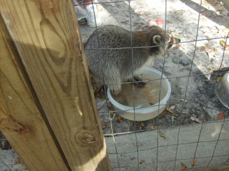 our pet racoon razzy