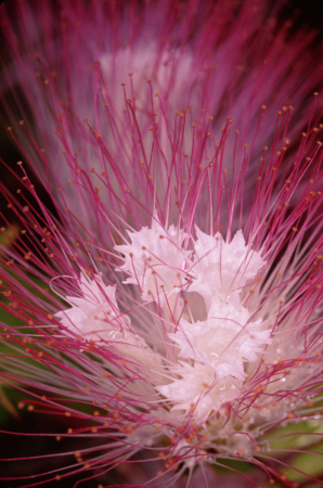 Calliandra.  A rare native Hawaiian flower.