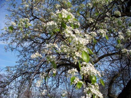 The Almond Blossom