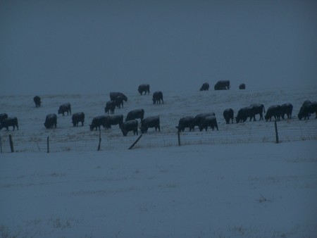 cows n snow 003