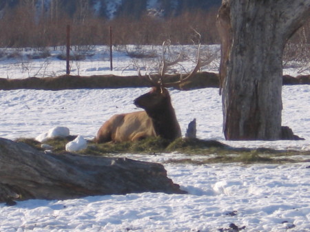 Bull elk