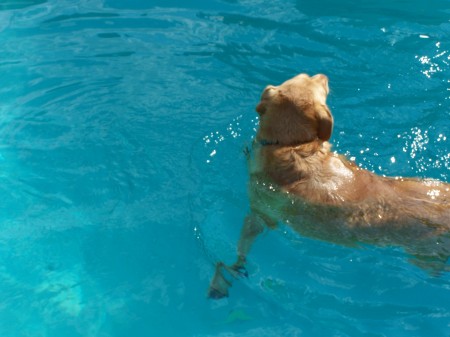 GINGER SWIMMING IN MY POOL