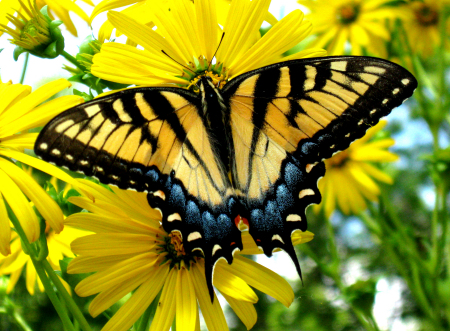 Garden Visitor