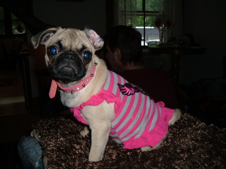 Maxine the "Pug Princess"