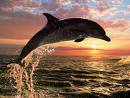 Dolphin at sunset